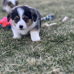 Australian Shepherd, Lagotto Romagnolo, and Pembroke Welsh Corgi Puppies from SS Australian Shepherds