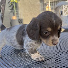 Ruby - Piebald female Dachshund puppy in Gold Canyon, Arizona from Silverking Kennels