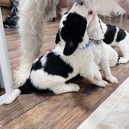 Sheepadoodle Puppies from Maplesierradoodles