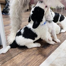 Sheepadoodle Puppies from Maplesierradoodles