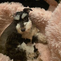 Kashmir - Miniature Schnauzer
