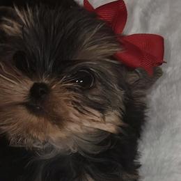Yorkshire Terriers from Reese's Angelface Yorkies
