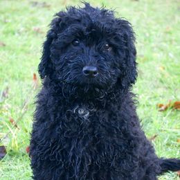 Australian Labradoodles from Labradoodledoo