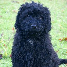 Australian Labradoodles from Labradoodledoo
