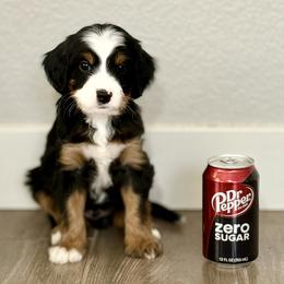 Ozzy - Tri-color male Bernedoodle puppy in Gilbert, Arizona from Safe Havynn Doodles
