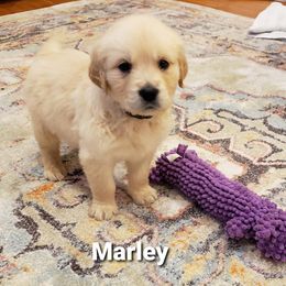 Goldendoodle and Golden Retriever Puppies from A Golden Summer