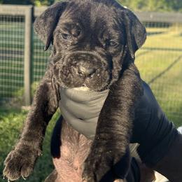 Aqua collar (Xena) - Strong, fearless, and confident. - Black female Cane Corso puppy in Texas from Jolaw Kennel
