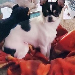 Chihuahua Puppies from Fine Whines & Lickers