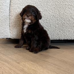Candy - Chocolate female Australian Labradoodle puppy in Nashville, Tennessee from SF Australian Labradoodles