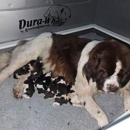 Riggs - White and black male Newfoundland puppy in Honey Grove, Pennsylvania from Heinrich Family Newfoundlands