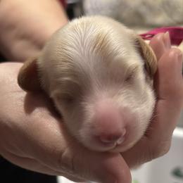 Fuchsia Collar - Piebald female Dachshund puppy in Belfair, Washington from Devoted Doxies, Lorraine’s Yorkies