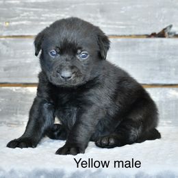 Yellow male - Black male Labrador Retriever puppy in Mississippi from Sure Shot English Labs