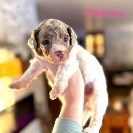 Chickadee - Merle female Bernedoodle puppy in Midland, Michigan from Northern Charm Farm