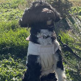 Portuguese Water Dogs from Up A Creek Kennels