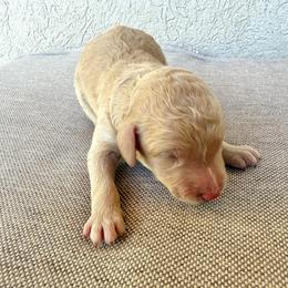 Beau - Apricot male Poodle puppy in Tucson, Arizona from Desert Doodles + Poodles