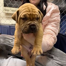 Lime green male - Red male Boerboel puppy in Rockford, Illinois from Adoraboerboels