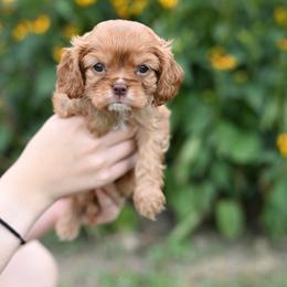 Dandelion - Ruby female Cavalier King Charles Spaniel puppy in Sugarcreek, Ohio from Chocolate Cavalier