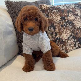 Bruno - Red  male Goldendoodle puppy in Anaheim, California from Cuddle Bear Doodles
