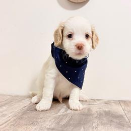 Hamilton - Cream male Australian Labradoodle puppy in Taylor, Michigan from Mi Best Doodle Ever, LLC