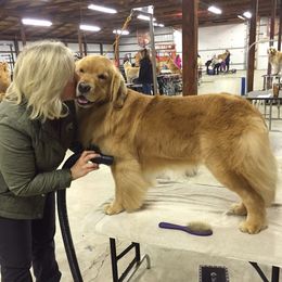Golden Retriever All Grown Up from Firefly Cottage Golden Retrievers