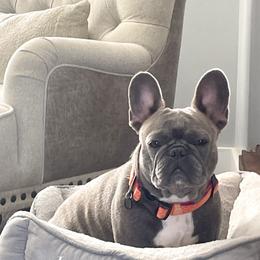 French Bulldog All Grown Up from Kristi’s French Bulldogs