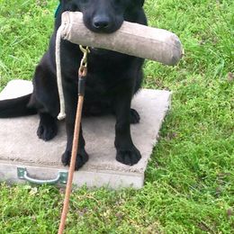 Labrador Retriever Puppies from Tom Kuball's Labrador Retrievers