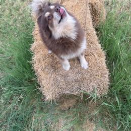 Daisy - Pomeranian