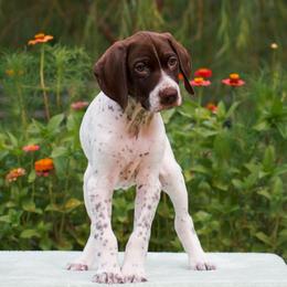 Jetty - Liver and white male German Shorthaired Pointer puppy in Chocowinity, North Carolina from Foxtail Hollow