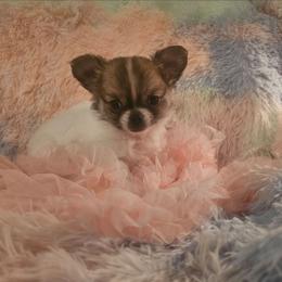 Edith - Fawn and white female Chihuahua puppy in Shelbyville, Tennessee from Gordonview Farm