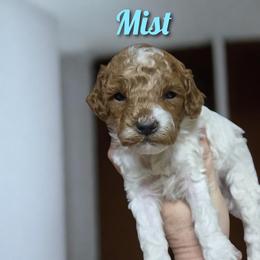 Mist - Red and white male Cockapoo puppy in Conklin, Michigan from Lake Michigan Couture Cavapoos & Cockapoos
