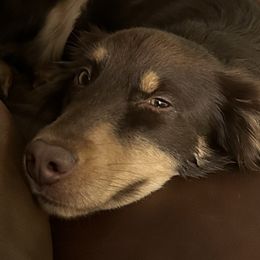 Australian Shepherds from Blue Star Pups