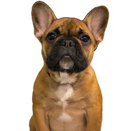 French Bulldog Puppies from Legend French Bulldogs