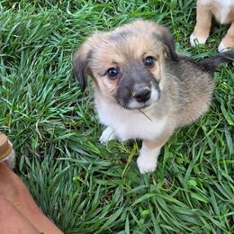 Pork Chop - male Corgipoo puppy in Ellensburg, Washington from Dawn to Dusk Cockapoos