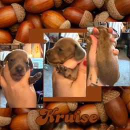Kruise - Fawn (isabella) and tan male Dachshund puppy in Brazil, Indiana from King Duke Dachshunds
