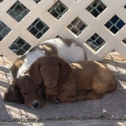 Red Male - Red male Dachshund puppy in Hotchkiss, Colorado from Becky's Dachshunds