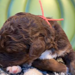 Acorn -orange - Red tri-color male Aussiedoodle puppy in Grand Haven, Michigan from Happy Hippy Doodles