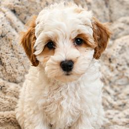 Agatha - Parti female Goldendoodle puppy in Sandy, Utah from Perfect Puppy Doodles