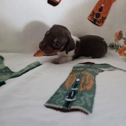 Brownie - Piebald male Dachshund puppy in Borger, Texas from Panhandle CKC Dachshunds