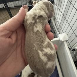 Girl 4 - Dapple female Dachshund puppy in Casselberry, Florida from Amore Mini Dachshund Breeders & More