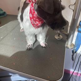 Miniature Schnauzer All Grown Up from hallie lively