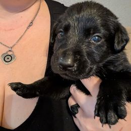 Birdo, Magenta Dark Pink Collar - Black female Labrador Retriever puppy in Commerce, Oklahoma from Standing Water Kennels