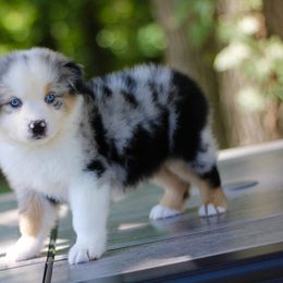 Happy - Australian Shepherd puppy in Coldwater, Michigan from Northern Star Australian Shepherds