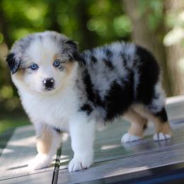 Happy - Australian Shepherd puppy in Coldwater, Michigan from Northern Star Australian Shepherds