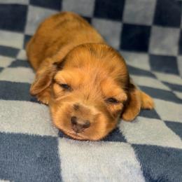 Beth (Russian lines) - Dapple female Dachshund puppy in Goldthwaite, Texas from Mini Mama Dachshunds