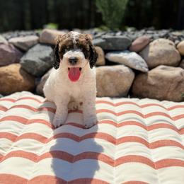 Purple - Parti female Poodle puppy in Wisconsin Rapids, Wisconsin from Clementi Pearl Golden and Poodle