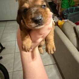 Male 3 - Sable male Dachshund puppy in Houma, Louisiana from Portier’s Mini Dachshunds