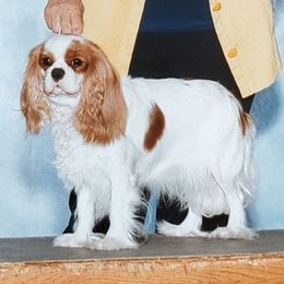 Cavalier King Charles Spaniels from Royal Health Tested