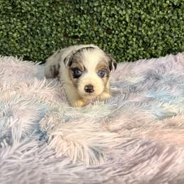 Nugget - Blue merle male Australian Shepherd puppy in Placerville, California from BFF Aussies