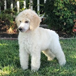 Poodle Puppies from Aura & Luxe Poodles