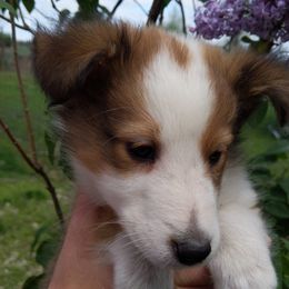 Shetland Sheepdog Puppies from Rose Hill Farm